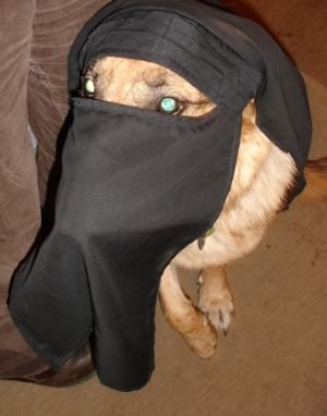 Image result for dog in burka