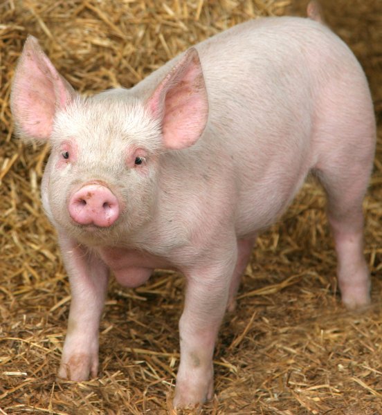 pig image